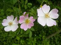 ROSA CANINA - ESCARAMUJO (1)